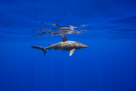 Oceanic Whitetip Shark :: Cat Island . Bahmas