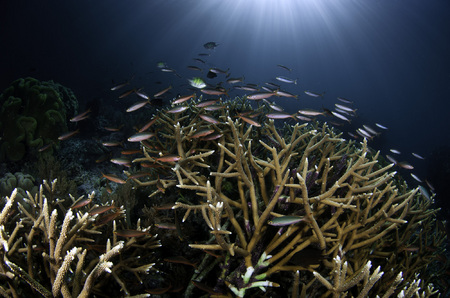 Reef Scenic : Raja Ampat . Indonesia