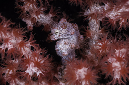 Pygmy Seahorse : Raja Ampat . Indonesia