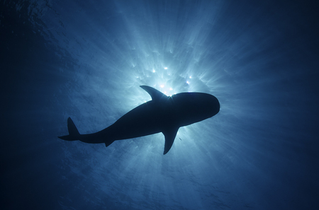 Tiger Shark : Bahamas