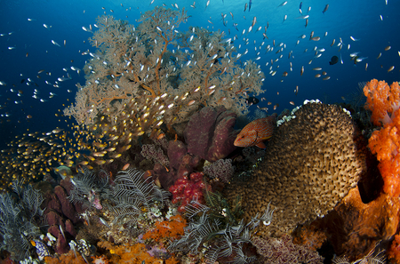 Reef Scenic : Komodo . Indoneisa