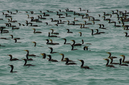 Commorants : Isla Contoy . Mexico