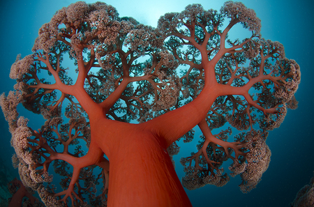 Giant Soft Coral : Alor . Indonesia