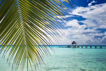 Under the frond : Rangiroa