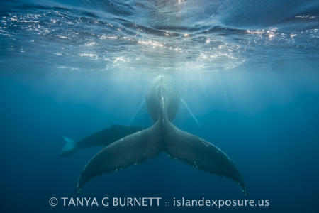 Mother n Calf Humpback Whale : Dominica Republic