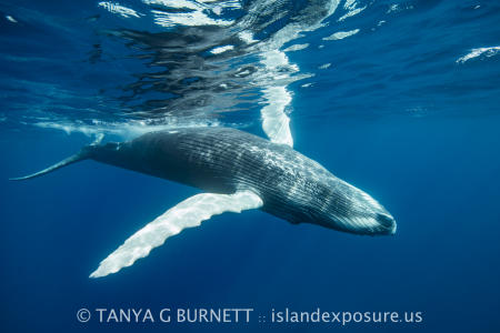 Humpback Whale Calf : Dominican Republic