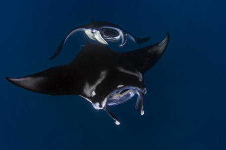 Manta Ray :: Nuku Hiva , Marquesas FP