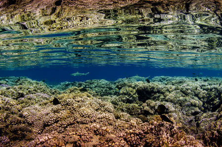 Blacktip Shark :: Tetumanu . Fakarava . FP