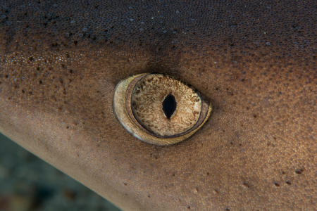 Whitetip Shark Eye :: Cocos Island . Costa Rica