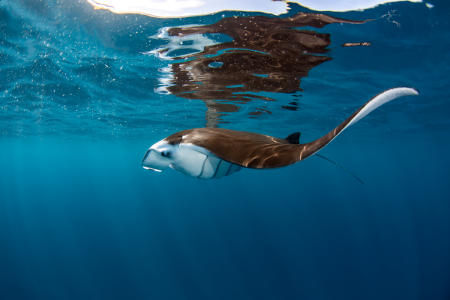 Manta Ray :: Nuku Hiva , Marquesas FP