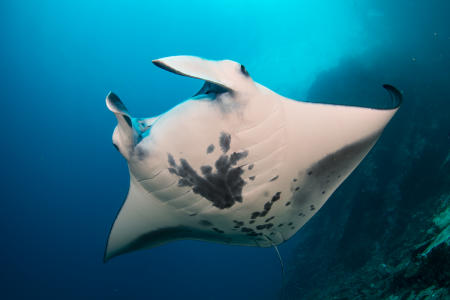 Manta Ray :: Nuku Hiva , Marquesas FP