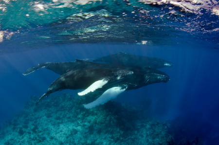 Humpback Whales :: Silver Bank . Dominica Republic