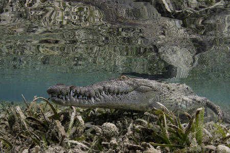 Crocodile :: Cuba