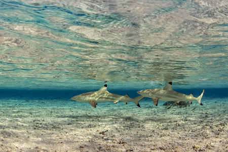 Les Sables Roses :: Fakarava French Polynesia