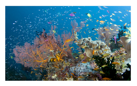 Tanya's Reef :: Milne Bay . Papua New Guinea
