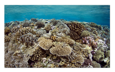 Coral Reef :: Lucipara Atoll . Indonesia