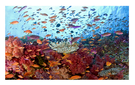 Schooling Anthias :: Namena . Fiji Islands