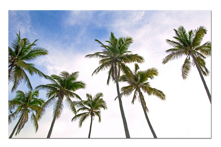 Palms in Sky :: Raja Ampat . Indonesia