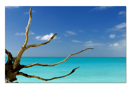 Driftwood :: Long Island . Bahamas