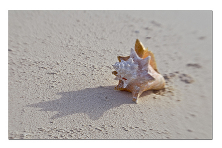 Sea Gift :: Long Island . Bahamas