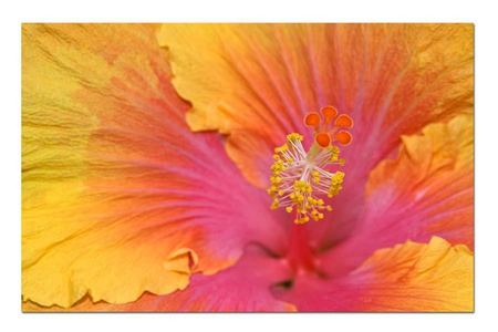 Hibiscus 1