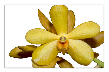 Vanda