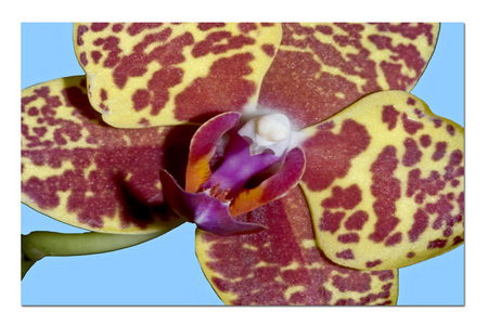 Phaelinopsis Orchid 3