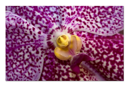 Phaelinopsis Orchid 2