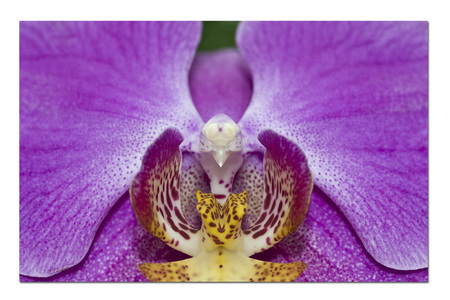 Phaelinopsis Orchid 1