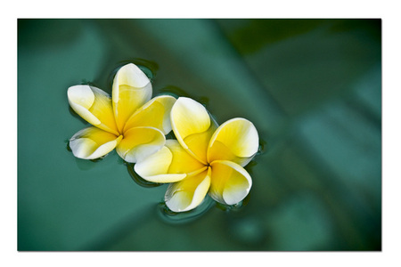 Floating Plumeria