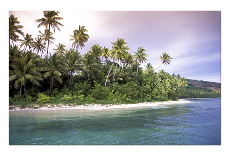 Fiji Palms :: Kadavu Island . Fiji