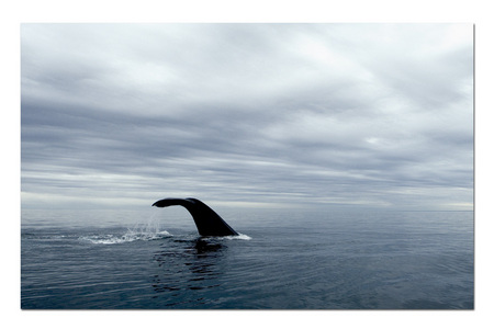 Whale's Descent :: Peninsula Valdez . Argentina