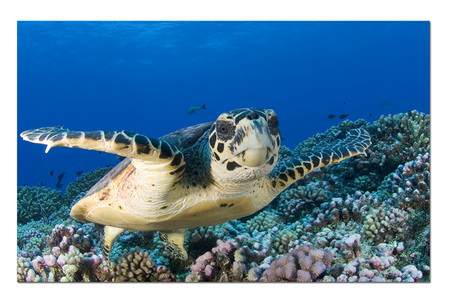 Traveling Honu :: Rangiroa . French Polynesia