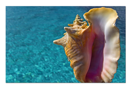 Queen Conch :: Provo . Turks and Caicos Islands